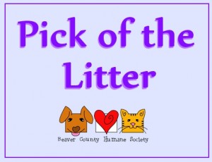 pick of the litter banner logo 4-3-14